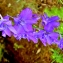 Anne Vincent  - Delphinium elatum subsp. elatum