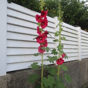 Photographie n°886013 du taxon Alcée rose-trémière