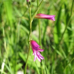 Photographie n°886215 du taxon Gladiolus italicus Mill. [1768]