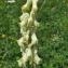  Yoan Martin - Aconitum lycoctonum subsp. neapolitanum (Ten.) Nyman [1878]