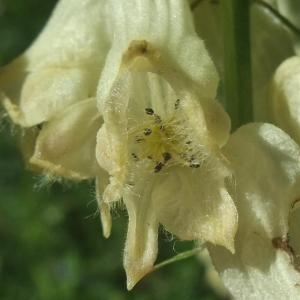 Photographie n°887197 du taxon Aconitum lycoctonum subsp. neapolitanum (Ten.) Nyman [1878]