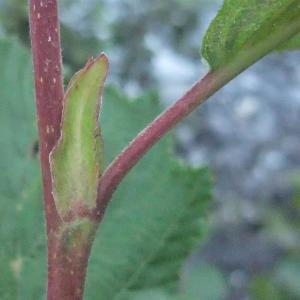 Photographie n°887228 du taxon Alnus incana (L.) Moench [1794]