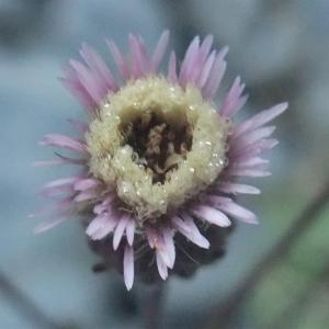 Photographie n°887319 du taxon Erigeron acer subsp. acer