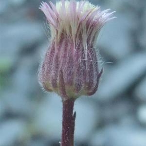 Photographie n°887321 du taxon Erigeron acer subsp. acer