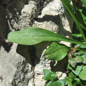 Photographie n°887335 du taxon Erigeron alpinus L. [1753]