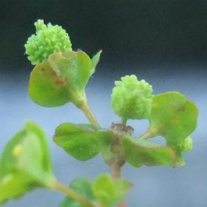 Photographie n°887365 du taxon Euphorbia stricta L. [1759]