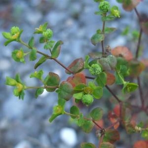 Photographie n°887367 du taxon Euphorbia stricta L. [1759]