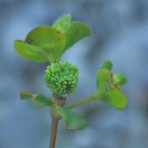 Photographie n°887369 du taxon Euphorbia stricta L. [1759]