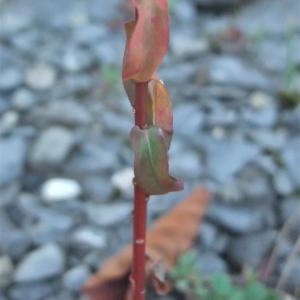 Photographie n°887370 du taxon Euphorbia stricta L. [1759]