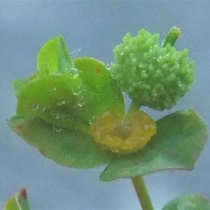 Photographie n°887371 du taxon Euphorbia stricta L. [1759]