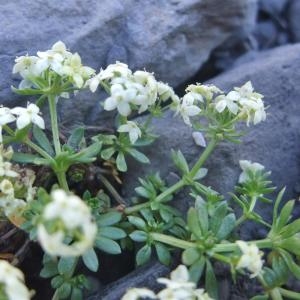 Photographie n°887387 du taxon Galium megalospermum All. [1785]