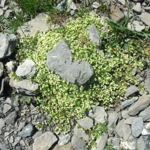 Photographie n°887388 du taxon Galium megalospermum All. [1785]