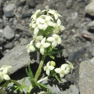 Photographie n°887391 du taxon Galium megalospermum All. [1785]