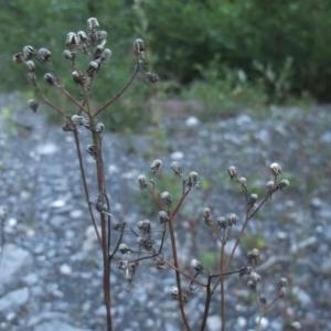 Photographie n°887408 du taxon Hieracium piloselloides Vill. [1779]