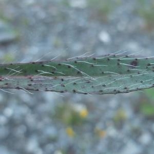 Photographie n°887409 du taxon Hieracium piloselloides Vill. [1779]