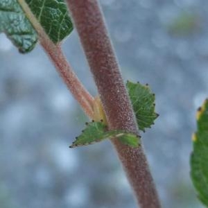 Photographie n°887465 du taxon Salix myrsinifolia Salisb. [1796]