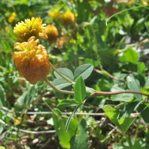 Photographie n°887486 du taxon Trifolium badium Puccin.