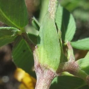 Photographie n°887501 du taxon Trifolium badium Puccin.