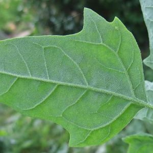 Photographie n°887564 du taxon Chenopodium quinoa Willd. [1798]