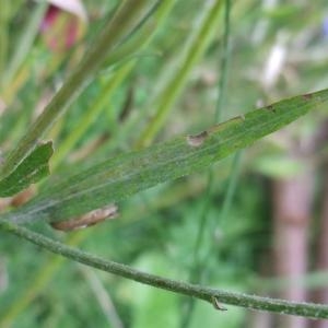 Photographie n°887577 du taxon Cyanus segetum Hill [1762]