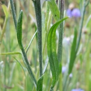 Photographie n°887579 du taxon Cyanus segetum Hill [1762]