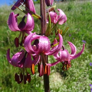 Photographie n°888329 du taxon Lilium martagon L.