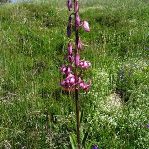 Photographie n°888330 du taxon Lilium martagon L.