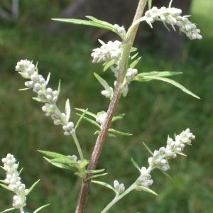 Photographie n°891282 du taxon Artemisia vulgaris L. [1753]