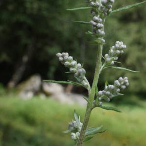 Photographie n°891283 du taxon Artemisia vulgaris L. [1753]