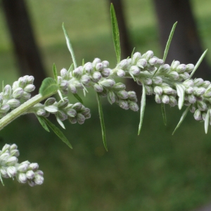 Photographie n°891288 du taxon Artemisia vulgaris L. [1753]