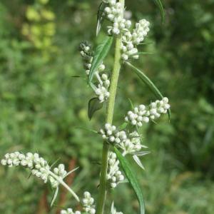 Photographie n°891289 du taxon Artemisia vulgaris L. [1753]
