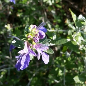 Photographie n°892107 du taxon Teucrium fruticans L. [1753]