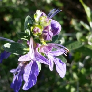 Photographie n°892108 du taxon Teucrium fruticans L. [1753]