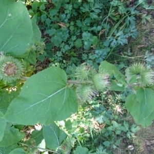 Photographie n°892806 du taxon Arctium lappa L. [1753]