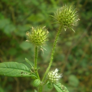 Photographie n°892938 du taxon Dipsacus pilosus L.