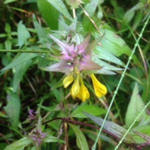 Photographie n°893067 du taxon Melampyrum L. [1753]