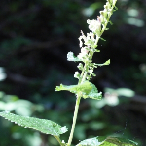 Photographie n°893586 du taxon Teucrium scorodonia L. [1753]