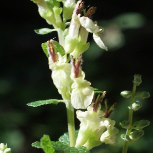 Photographie n°893588 du taxon Teucrium scorodonia L. [1753]