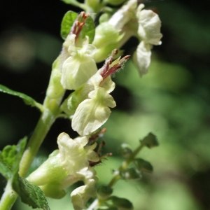 Photographie n°893589 du taxon Teucrium scorodonia L. [1753]