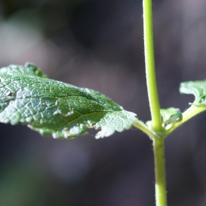 Photographie n°893601 du taxon Teucrium scorodonia L. [1753]