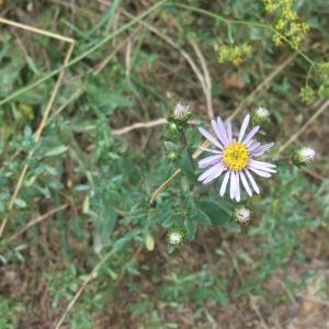 Photographie n°893878 du taxon Aster amellus L. [1753]