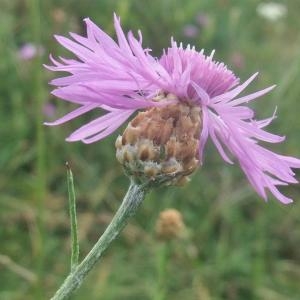 Photographie n°893913 du taxon Centaurea jacea subsp. timbalii (Martrin-Donos) Braun-Blanq. [1952]