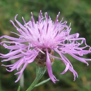 Photographie n°893914 du taxon Centaurea jacea subsp. timbalii (Martrin-Donos) Braun-Blanq. [1952]