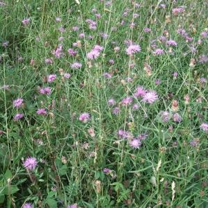 Photographie n°893928 du taxon Centaurea jacea subsp. timbalii (Martrin-Donos) Braun-Blanq. [1952]