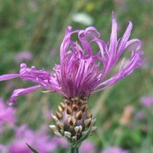 Photographie n°893931 du taxon Centaurea jacea subsp. timbalii (Martrin-Donos) Braun-Blanq. [1952]