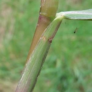 Photographie n°893934 du taxon Echinochloa crus-galli (L.) P.Beauv. [1812]