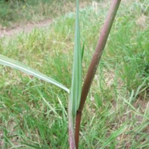 Photographie n°893940 du taxon Echinochloa crus-galli (L.) P.Beauv. [1812]