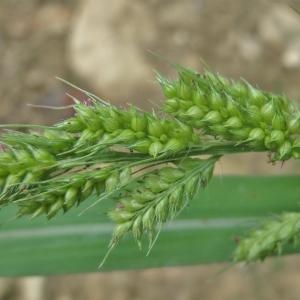 Photographie n°893942 du taxon Echinochloa crus-galli (L.) P.Beauv. [1812]