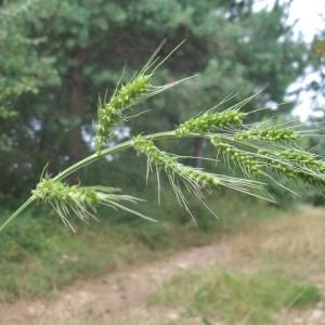 Photographie n°893945 du taxon Echinochloa crus-galli (L.) P.Beauv. [1812]