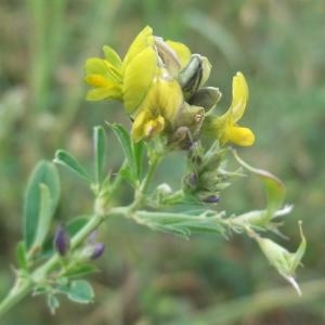 Photographie n°893974 du taxon Medicago x varia Martyn [1792]